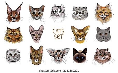 Set of cat's portraits. Hand drawn sketch. Different breeds. Abyssinian, Curl, Asian, Australian Mist, Balinese, British, Persian, Savannah, Siamese, Siberian, Singapura, karaket. Vector illustration.