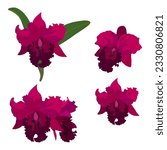 Set of cattleya flower isolated on white background. vectior illustration.