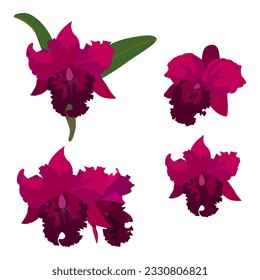 Set von Cattleya-Blume einzeln auf weißem Hintergrund. Vektorgrafik.