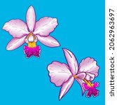set of Cattleya orchid flower collection Premium Vector