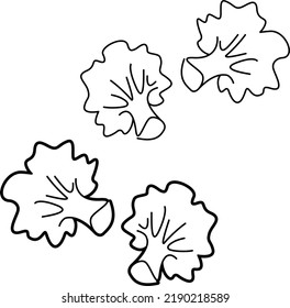 Set of cauliflower or broccoli inflorescences. Sign. Linear vector illustration, isolated on white background