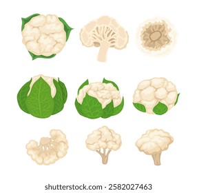 Set of cauliflower collection kit, Half and Whole Cauliflower with Green Leaves. Fresh, sliced cauliflower, cabbage on white background, vegetable healthy cooking, cartoon flat vector illustration.