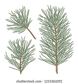 Set of cedar hand drawn branches, engraved botanical decor. Vector fir tree sketch isolated on white background for greeting card, banner, website and holiday decor