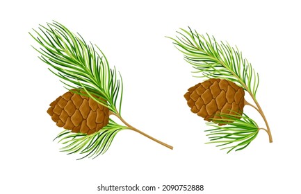 Set of cedar tree branches with cones vector illustration on white background