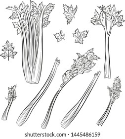 Set of Celery Leaves, Black Pictograms Isolated on White. Vector