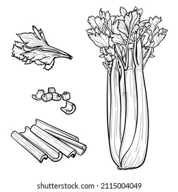 Set of Celery on white background. Vector illustration of celery.