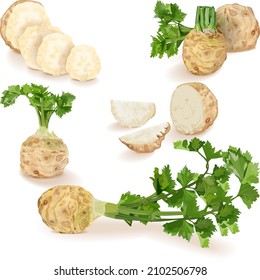 Set of celery root for banners, flyers, posters, social media. Celery root with leaves. Half, quarter, and slices of celery root. Organic, vegetables. Vector illustration isolated on white background