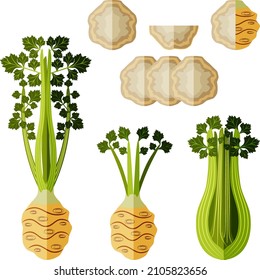 Set of celery root for banners, flyers, social media. Celery root with leaves. Half, quarter, and slices of celery root. Organic vegetables. Vector illustration in flat style. White background