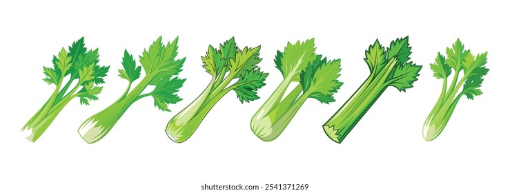 set of celery vector illustration on white background 