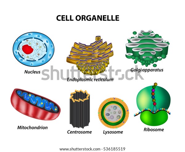 Set the cell organelles. Nucleus, endoplasmic\
reticulum, Golgi apparatus, mitochondria, centrosome, lysosome, the\
ribosome. Infographics. Vector illustration on isolated\
background.