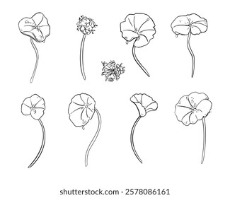 Set of centella asiatica black white vector illustration isolated. Pennywort, gotu kola herbal plants hand drawn monochrome. Tiger herb linear sketch for package, label. Skin care centella and flower.