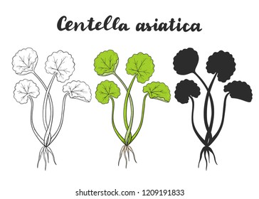 Set of Centella asiatica known as Gotu Kola.  Vector illustration. Medicinal plant.