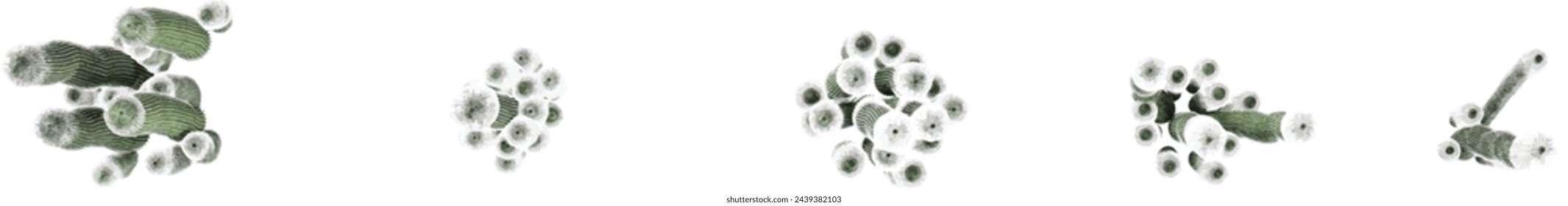 set of Cephalocereus-senilis trees on transparent background, 3D rendering,Top view