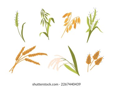 Set of Cereal Crops, Various Types Of Plants, Wheat, Barley, Oats, Rye And Rice Stalks with Grains. Design Elements for Food And Agriculture Related Designs And Projects. Cartoon Vector Illustration