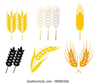Set of cereal ears - wheat and rye symbols. Vector illustration