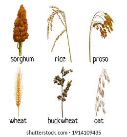 Set cereal plants ears with grain and leaf. Buckwheat, wheat, oat, proso, rice, sorghum. Vector color vintage hand drawn hatching illustration isolated on a white background.