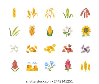 Set of cereals icons. Colorful symbols with agricultural grain plants and crops. Wheat, millet, buckwheat, rice, maize, rye and sorghum. Cartoon flat vector collection isolated on white background