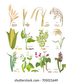 Conjunto de cereales y legumbres, granos con hojas, flores y semillas: trigo, centeno, cebada, avena, maíz, mijo, sorgo, arroz, trigo sarraceno, guisantes, frijoles, lentejas. Cosecha agrícola. Ilustración vectorial.