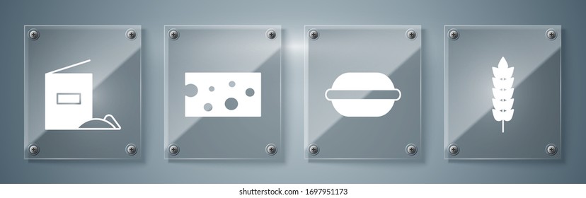 Set Cereals with rice, wheat, corn, oats, rye, Macaron cookie , Cheese  and Flour pack . Square glass panels. Vector