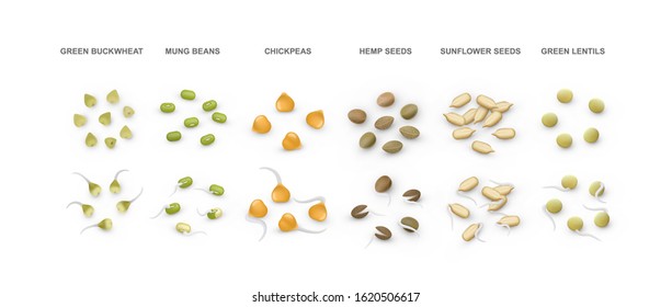 Set of cereals, seeds, beans, grains and their sprouts. 3d render. Green buckwheat, mung, chickpeas, hemp, sunflower seeds, lentils. Vector illustration isolated on white background.