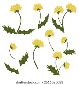 Set chalk dandelion flowers. Botanic blossom floral stem branch with leaves. Hand drawn garden meadow yellow wildflower plant collection. Freehand vintage pencil textured vector illustration isolated
