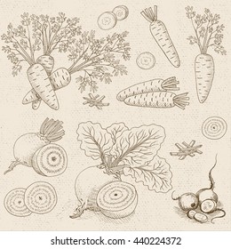 Set of chalk sketch hand drawn, sketch style, food, spices, old paper textured background. Vegetable set beet leaves, beets sliced, carrots with leaves, sliced carrots. Hand drawn vector illustration.