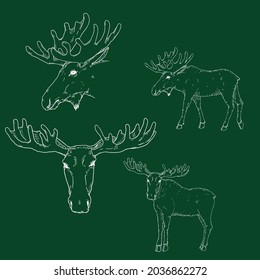 Set of Chalk Sketch Moose Illustrations