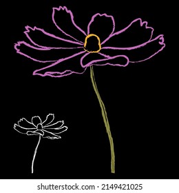 Set of chalk style cosmos flower branch vector simple illustration isolated on black background. Outline hand drawn colored version. Floral vector for childrens illustration, summer design.
