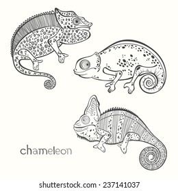 Set of chameleon isolated on white background. Hand drawn vector monochrome  illustration, sketch. Elements for design.