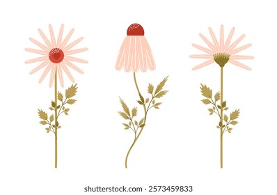 A set of chamomile daisies. The concept of cultivation.