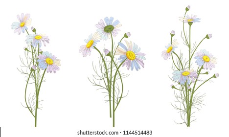 Set of Chamomile (Daisy) bouquets, white flowers, buds, green leaves, stems. Realistic botanical sketch on white background for design, hand draw illustration in vintage style, vector