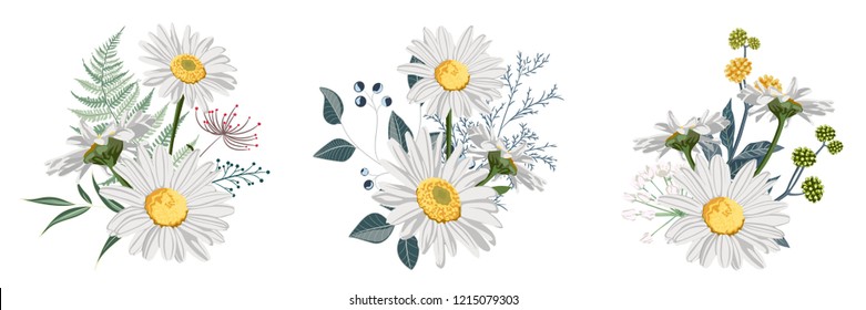Set of Chamomile (Daisy) bouquets, white flowers, buds, green leaves, fern and berries. Botanical illustration on white background for design, hand draw illustration in vintage style.