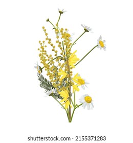 Set of Chamomile (Daisy) bouquets, yellow flowers, buds, green leaves. Botanical illustration on white background for design, hand draw illustration in vintage style.