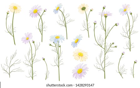Set of Chamomile (Daisy), white flowers, buds, green leaves, stems. Realistic botanical sketch on white background for design, hand draw illustration in vintage style, vector