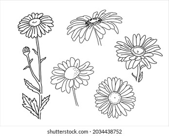 Conjunto de Chamomile en estilo doodle. Silhouette dibujada a mano de la flor de la farmacia. 
Planta vectorial medicinal botánica 