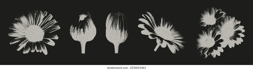 Conjunto de elementos de flor de camomila com um efeito de fotocópia retro. As cabeças das flores silvestres são granuladas e pontilhadas. Vetor.