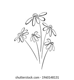 Set of chamomile flowers in doodle style. sketch with black lines. Vector illustration isolated