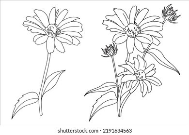 set of chamomile flowers, gerbera doodle style, illustration for coloring book, coloring pages