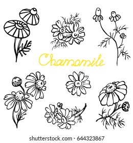 Set Chamomile flowers. Hand drawn sketch graphics elements
