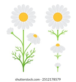 Conjunto de flores e folhas de camomila. Ilustração de vetor plano isolada em fundo branco. Conceito botânico e herbal. Perfeito para homeopatia, fitoterapia, projetos de medicina alternativa