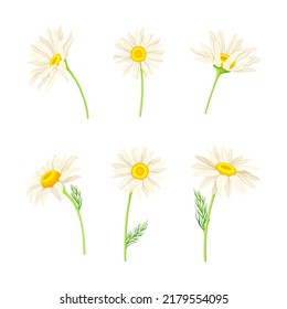 Set of chamomile flowers. Medicinal herb for herbal tea, natural cosmetics, aromatherapy, homeopathy design vector illustration