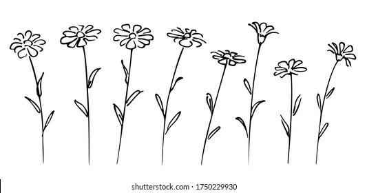 Set of chamomile flowers, simple hand-drawn sketch black line on white background