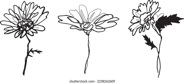 set of chamomile hand drawn vector illustration. Daisy flower engraved sketch. Black and white botanical drawing. Realistic Daisy Flower freehand drawing. Isolated monochrome design element.