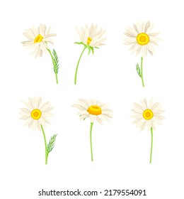 Set of chamomile medicinal herb set. Herbal tea, natural cosmetics, aromatherapy, homeopathy design vector illustration