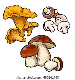 Set of chanterelle, champignon, porcini edible mushrooms sketch style vector illustration isolated on white background. Collection of edible mushrooms - button mushroom, chanterelle and porchini