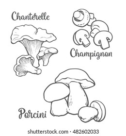 Set of chanterelle, champignon, porcini edible mushrooms sketch style vector illustration isolated on white background. Collection of edible mushrooms.