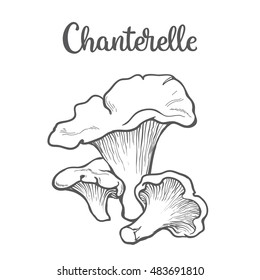 Set of chanterelle edible mushrooms sketch style vector illustration isolated on white background. Collection of edible mushrooms chanterelle