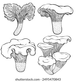 Set of chanterelle mushrooms. Forest autumn edible mushroom. Vector illustration in hand drawn sketch doodle style. Line art graphic healthy organic food isolated on white. Design for coloring book