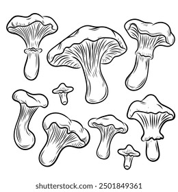 Set of chanterelle mushrooms in line art style, line, autumn, harvest, vector