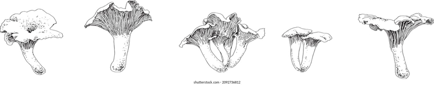 Eine Reihe von Chanterelle-Pilzen, die in Schwarz-Weiß-Vektorgrafik hergestellt werden. Für Poster, Aufkleber, Skizzenbuchdeckel, Druck, Ihr Design.